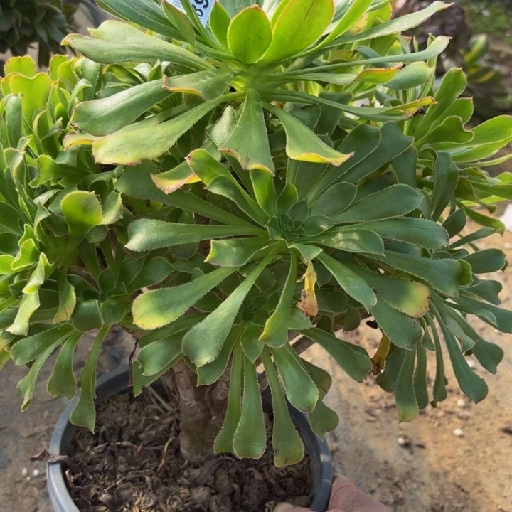 899原始绿多肉法师不包断枝