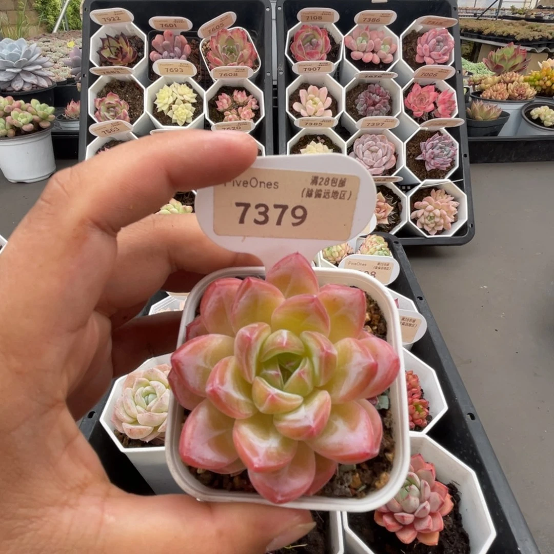 7379新品推荐4.5厘米