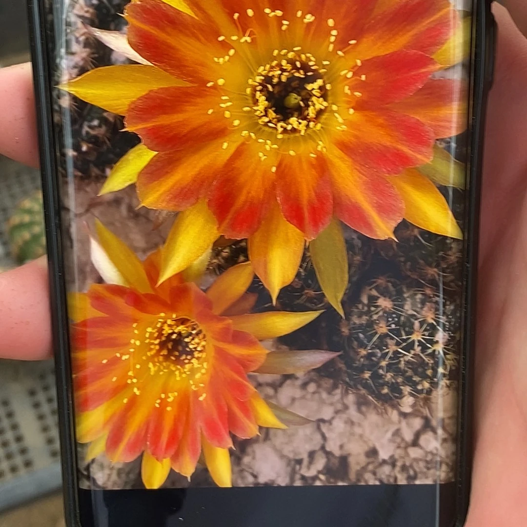 丽 奶昔侧芽 歪 20包邮4公分