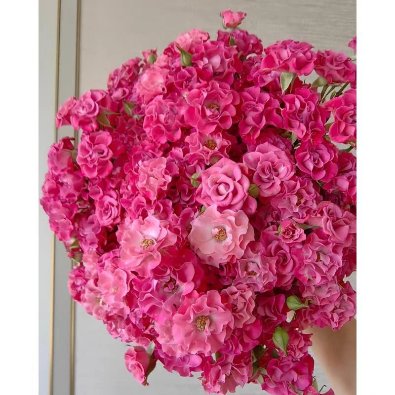 【星河湾】多头玫瑰 真花 鲜切花 云一单中通 拍够任意两单鲜花顺丰