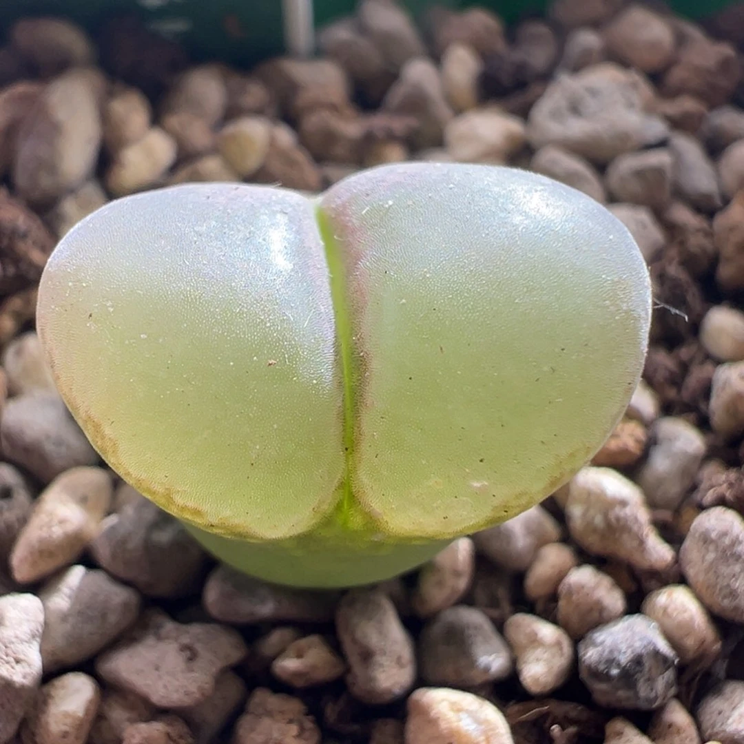 65优选粉红女郎4.5年