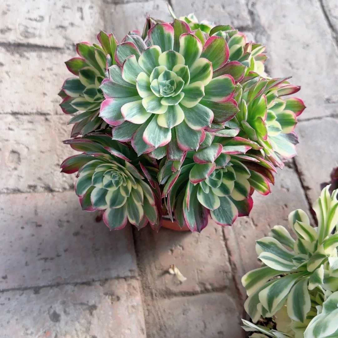 丽***姐无花朵舞天姬中号手捧