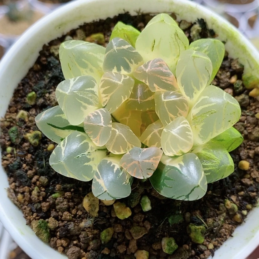 【闪购商品】58糊斑日出玉露锦