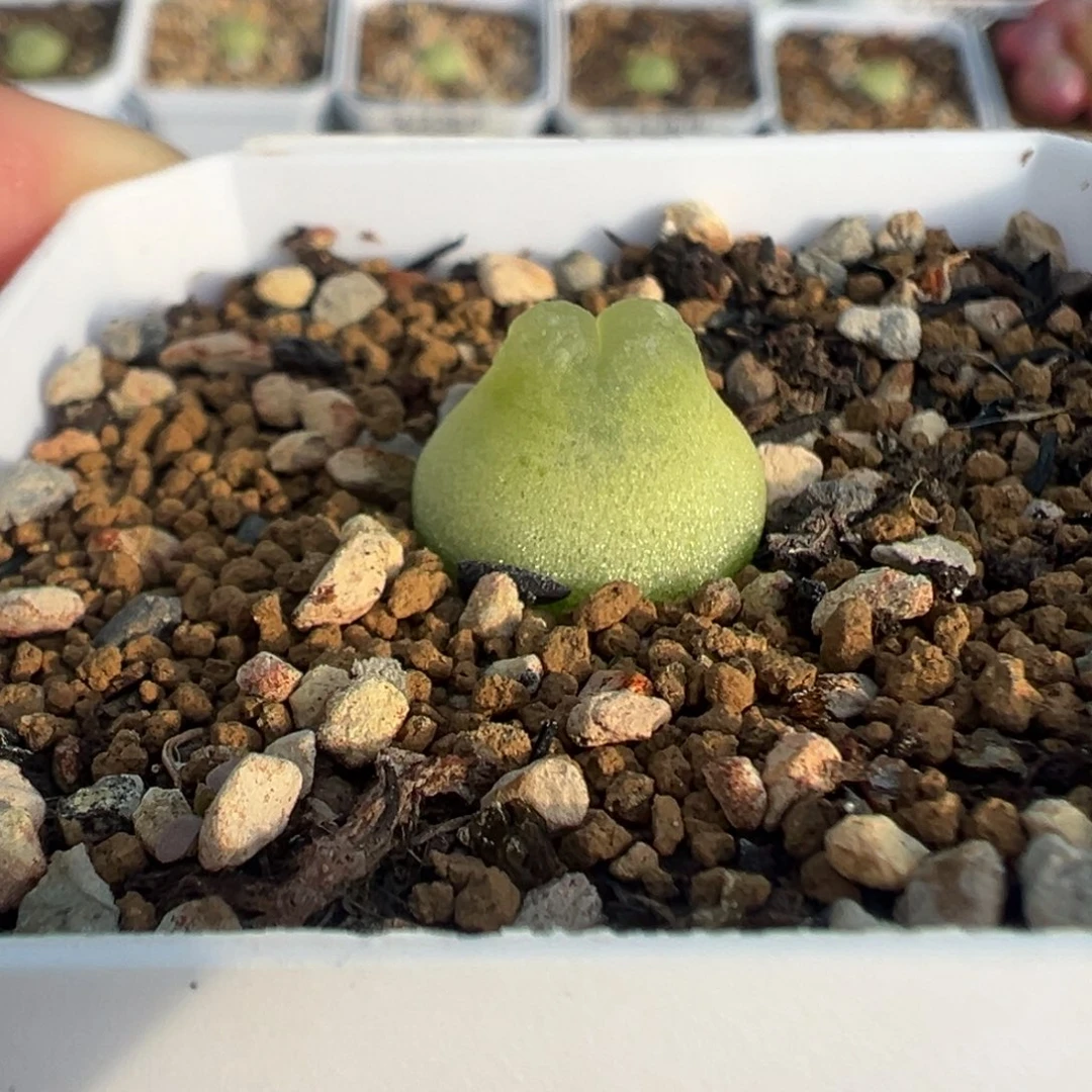 722拉登带盆土发货