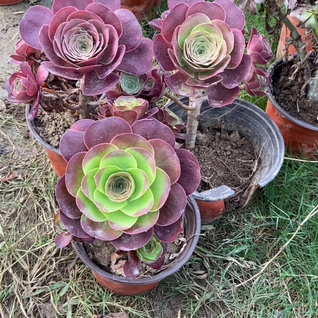 无花朵26号链家三科妹金玫瑰