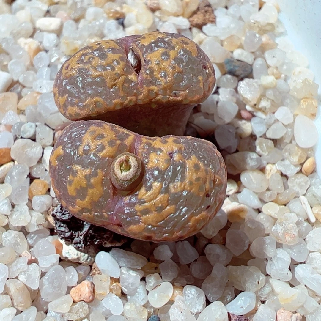 1026-264多肉多肉k勋章