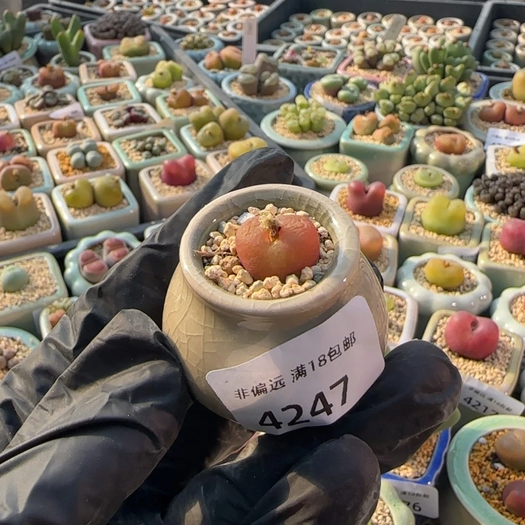 4247/-一物一拍 带盆 水蜜桃