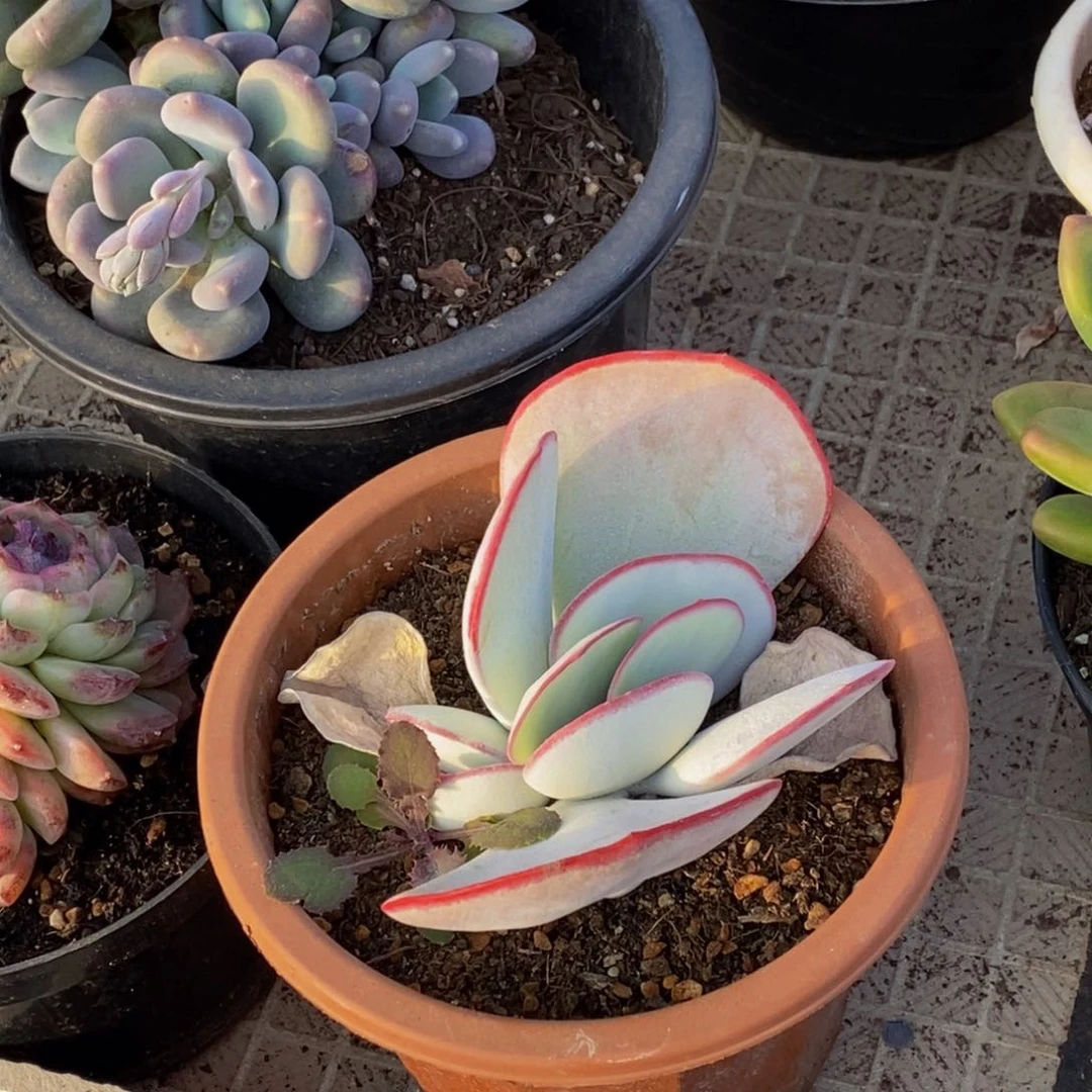 用****948包邮一物一拍多肉植物