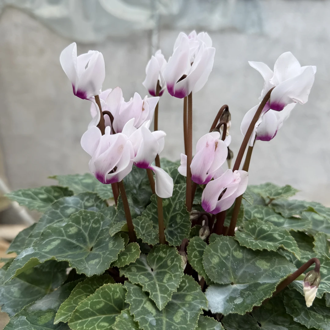 【若兰】香味 140盆  小花 仙客来室内观赏花卉