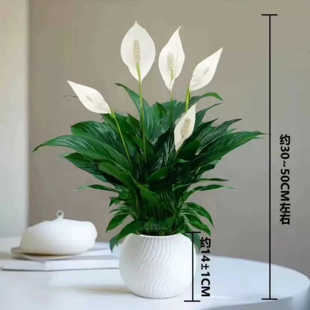 大盆白掌一帆风顺水培土培绿植盆栽室内植物花卉客厅观叶净化空气