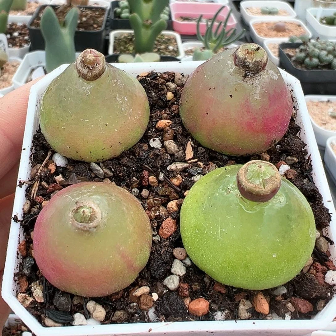 灯泡母本 四颗 平均2.6cm 左右