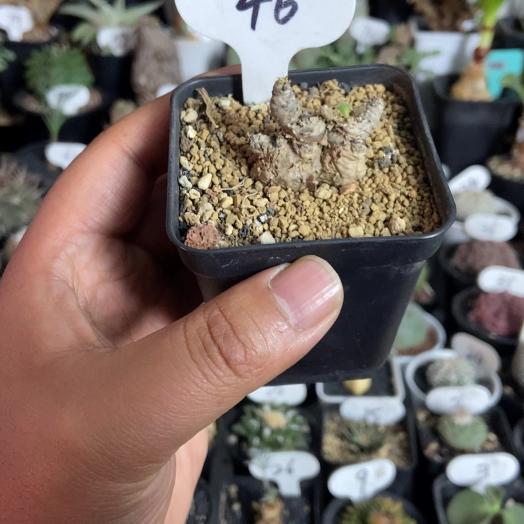 薛辉圣塔一物一拍