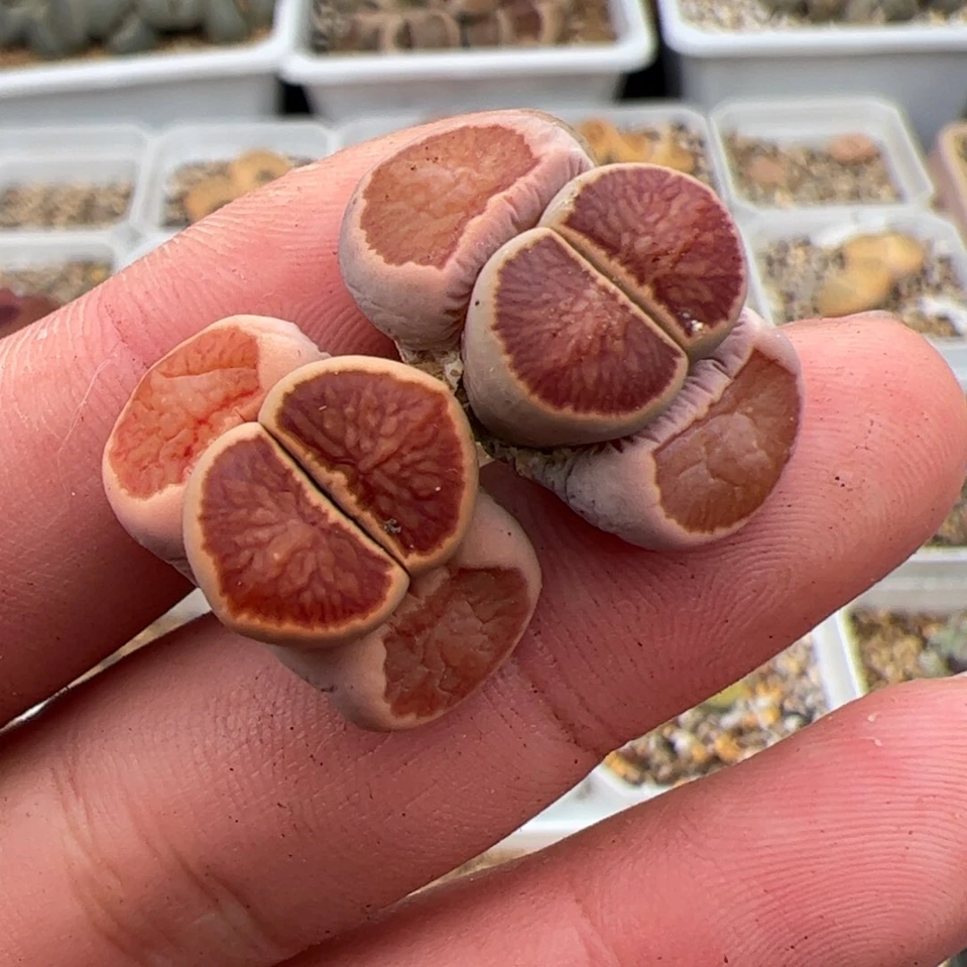 叉*ᐉ0623号菊2颗 女神节福利