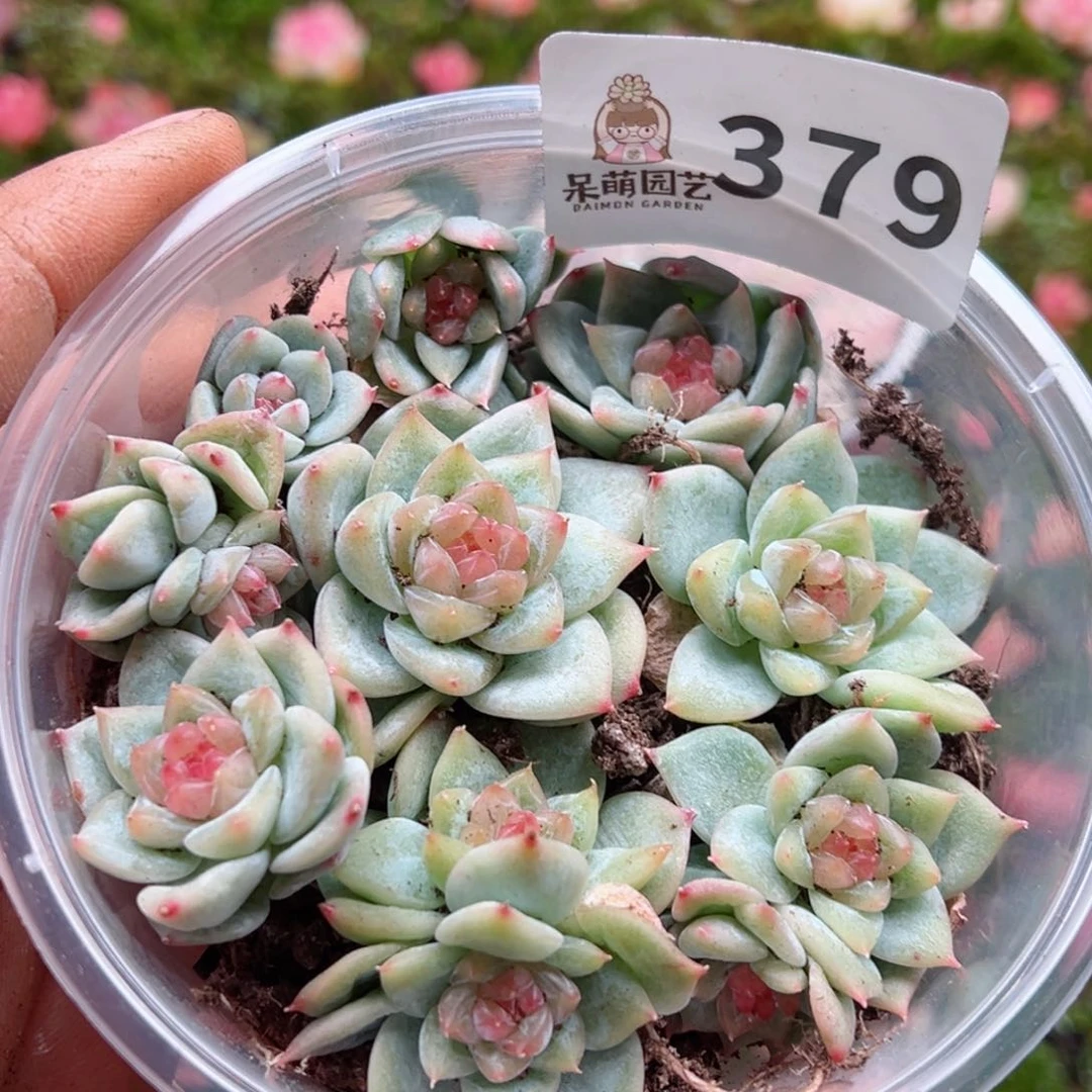 多肉植物多肉植物