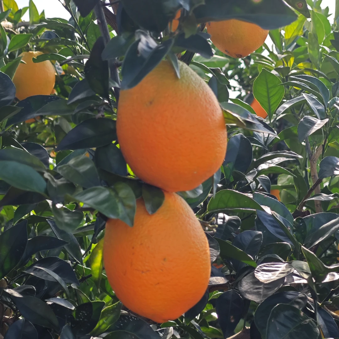 江西永新赣D脐橙新鲜现采当季时令水果香甜可口