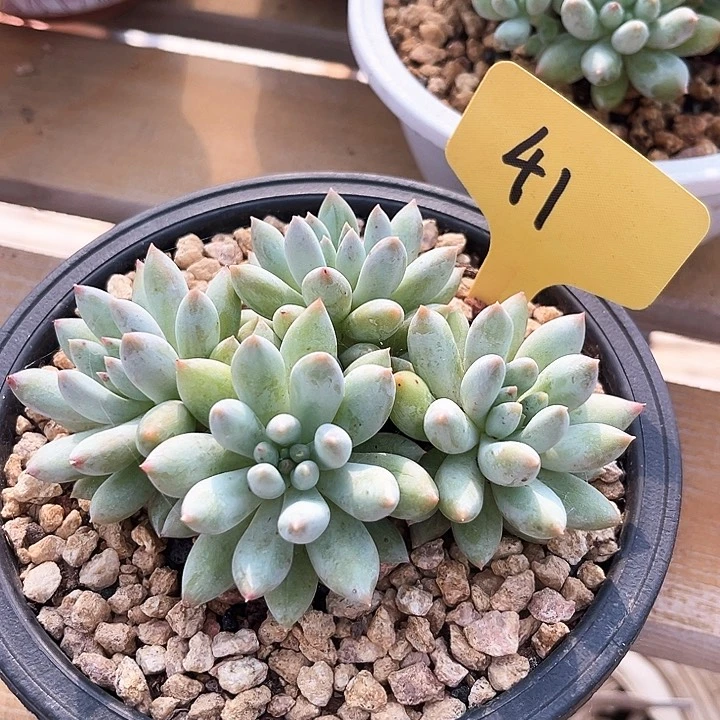 所罗门41号码牌子的话