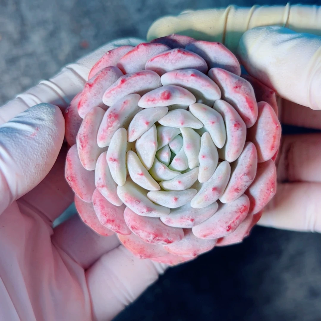 多肉多肉植物多肉植物
