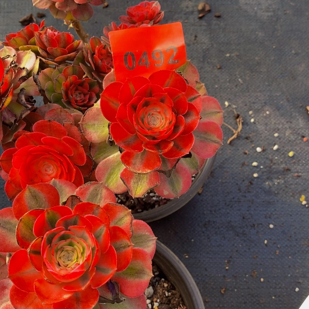 李***）0492多肉植物荔枝