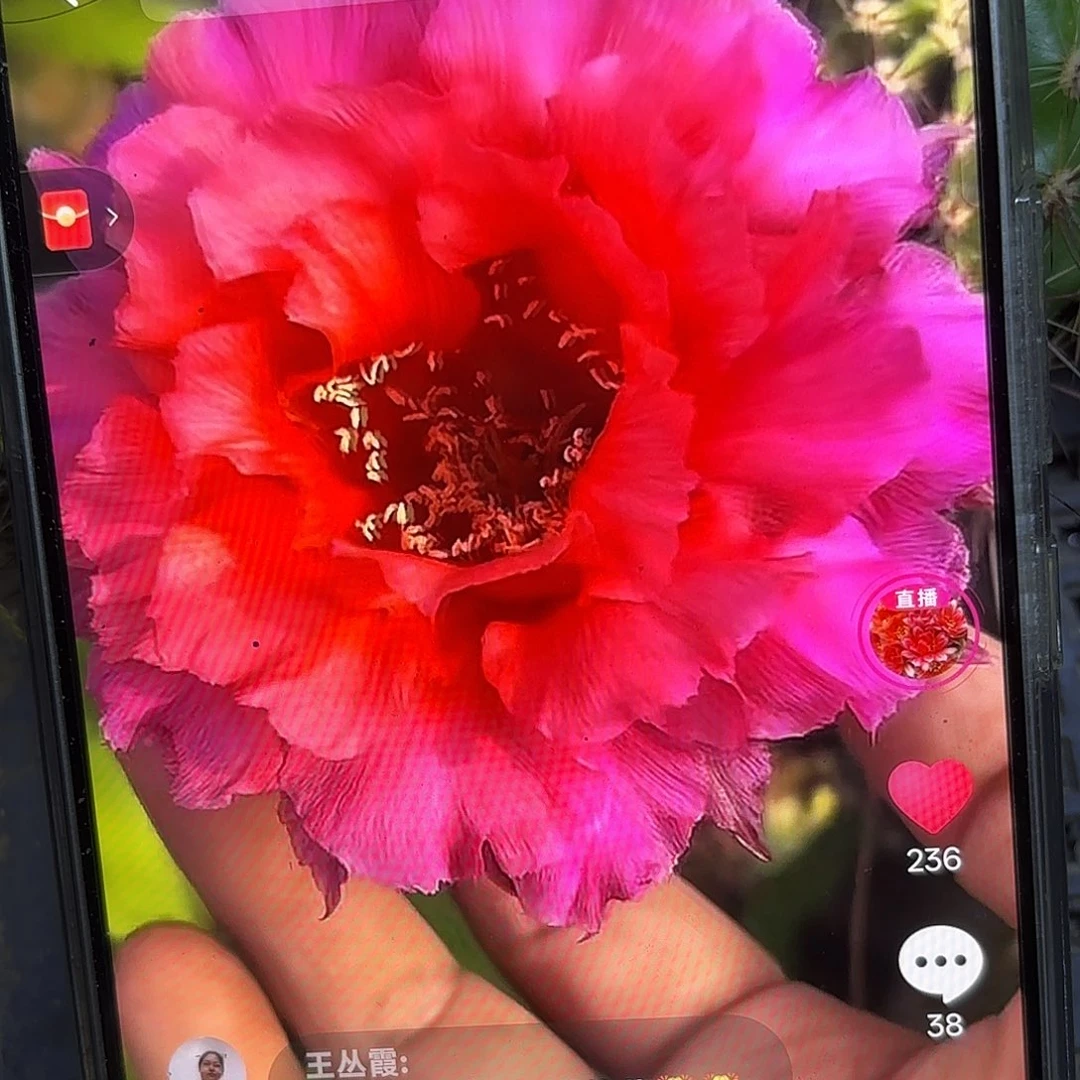 红袖彩5公分侧牙20包邮21