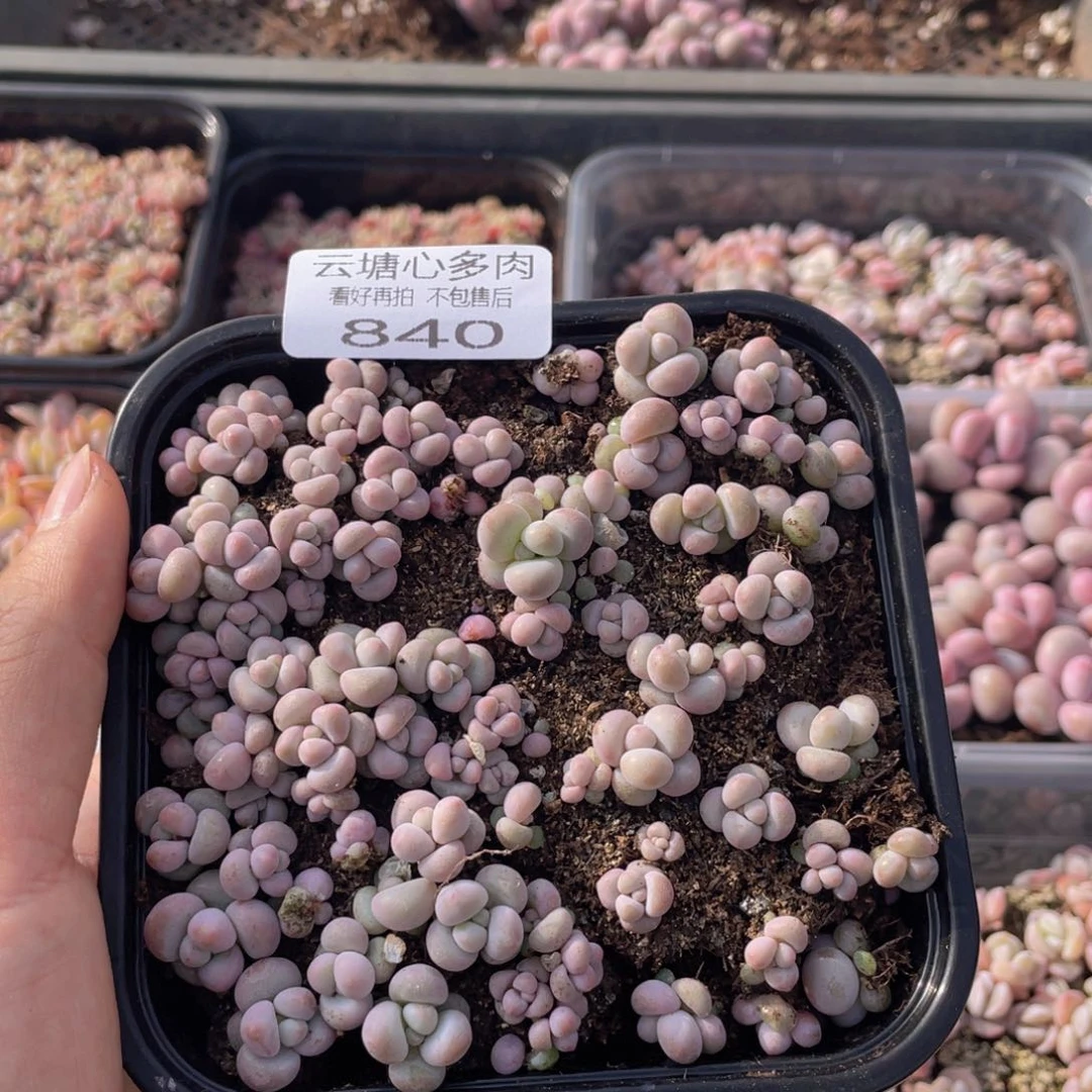 云糖心多肉植物840