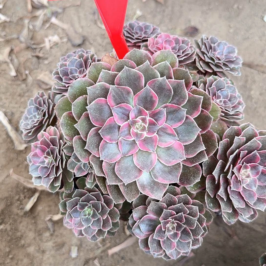 3-8326倾城之恋多肉植物