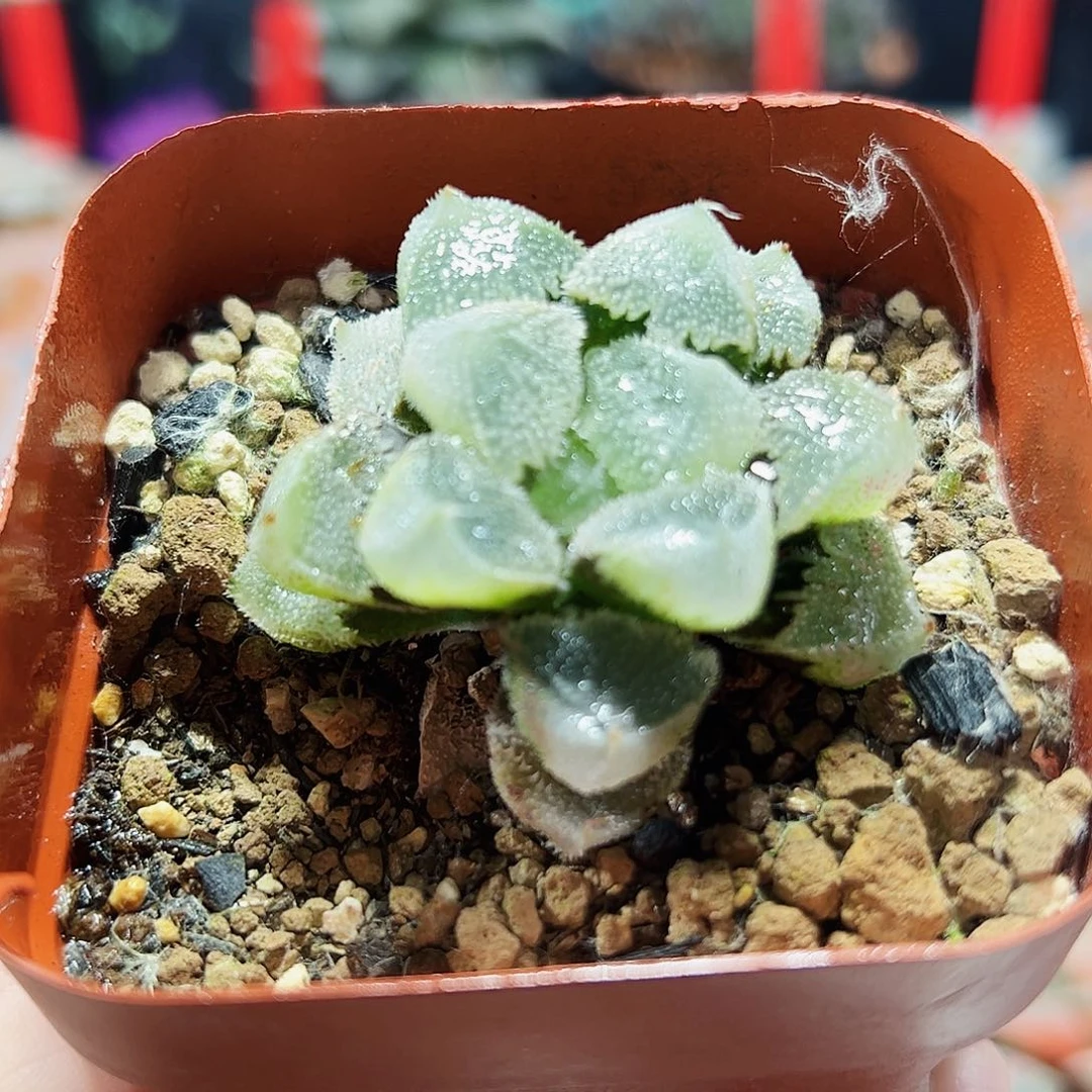 十二卷多肉全窗白帝城