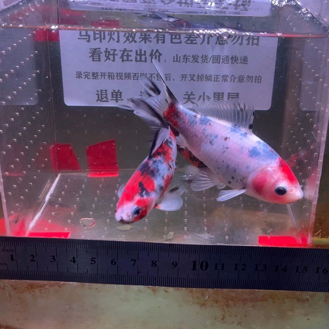 海水鱼168号短尾草金鱼