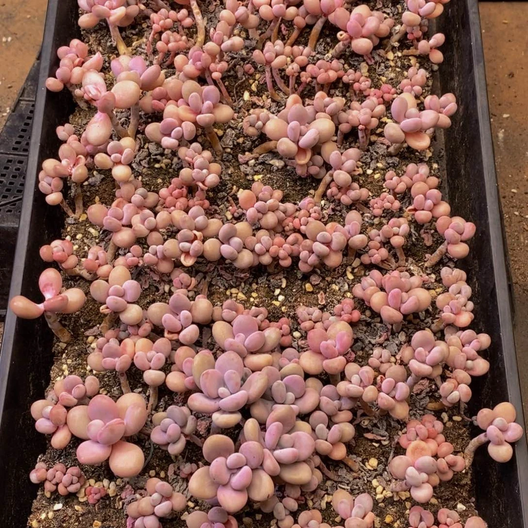 663多肉植物纤维面膜贴