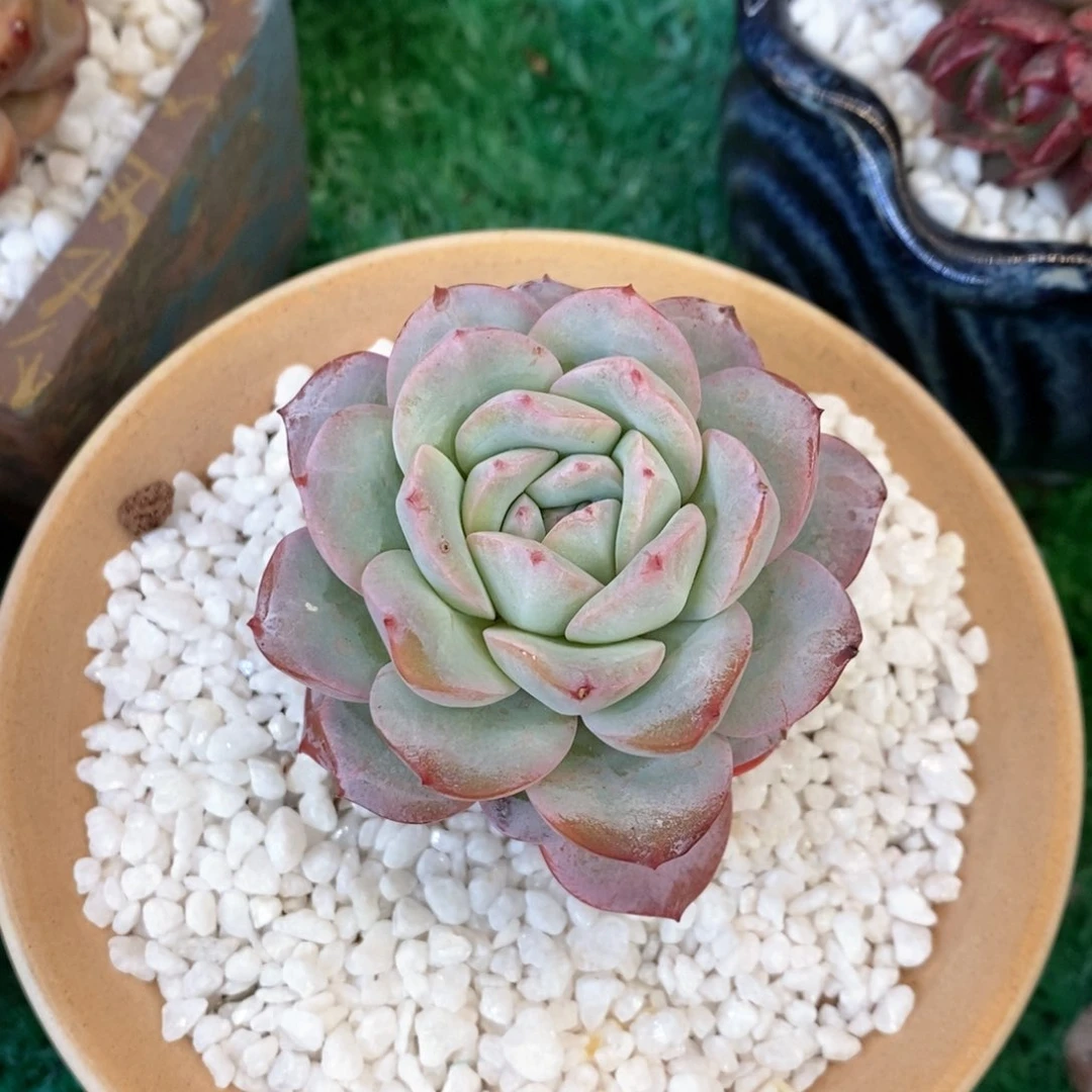 奶茶杂多肉植物盆栽