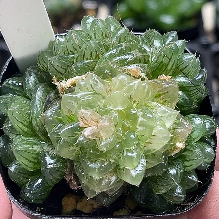 33群生翠云玉露锦