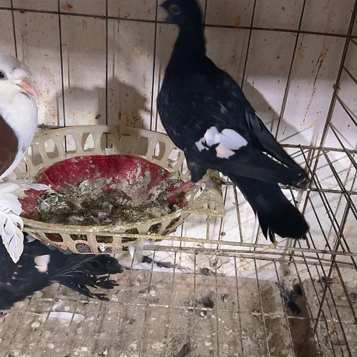 用***93天气中国大陆黑色老跟我说什么