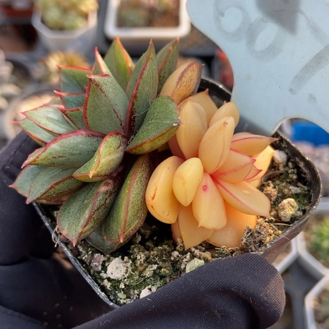 6075麒麟座锦多肉植物保护