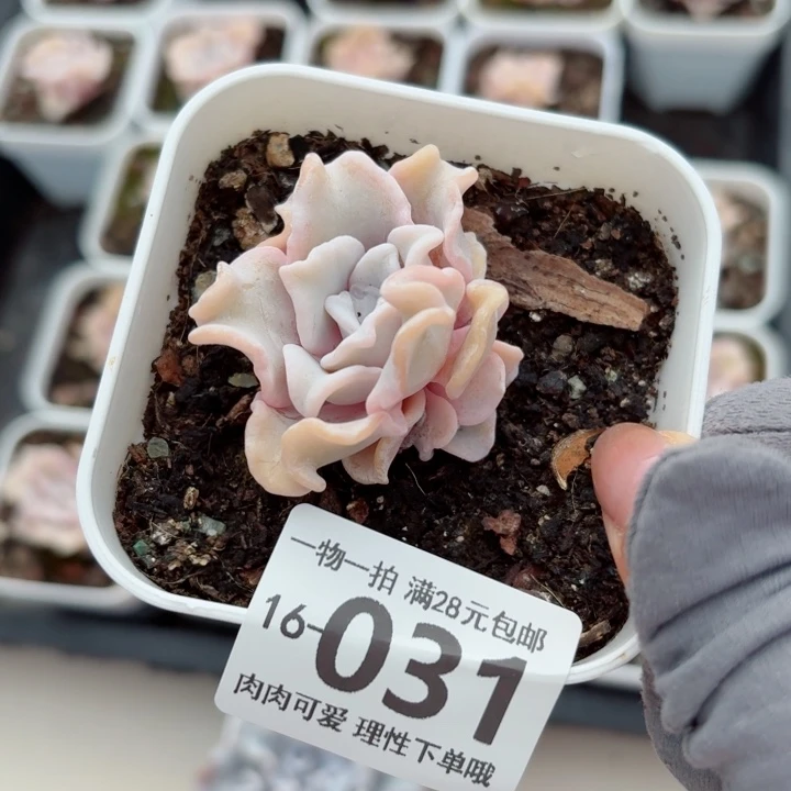 芭蕾舞者无盆土发货多