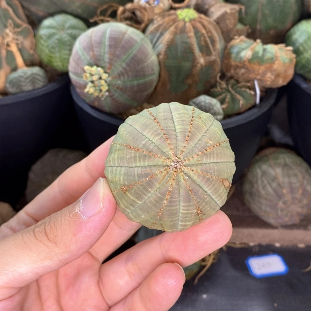 16 欧系实生布纹球多肉植物