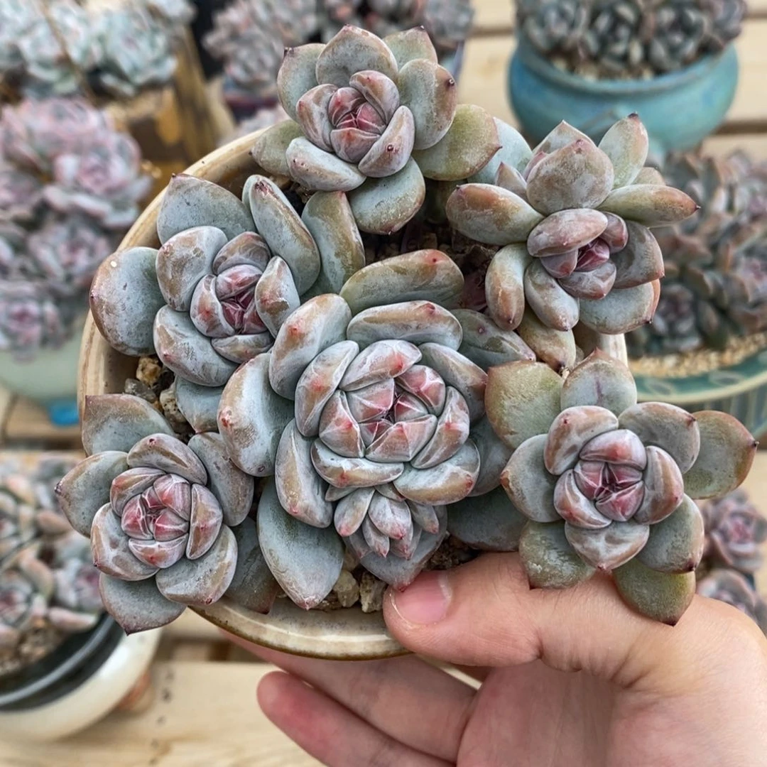 七头绿底紫心 一桩一头 自然群