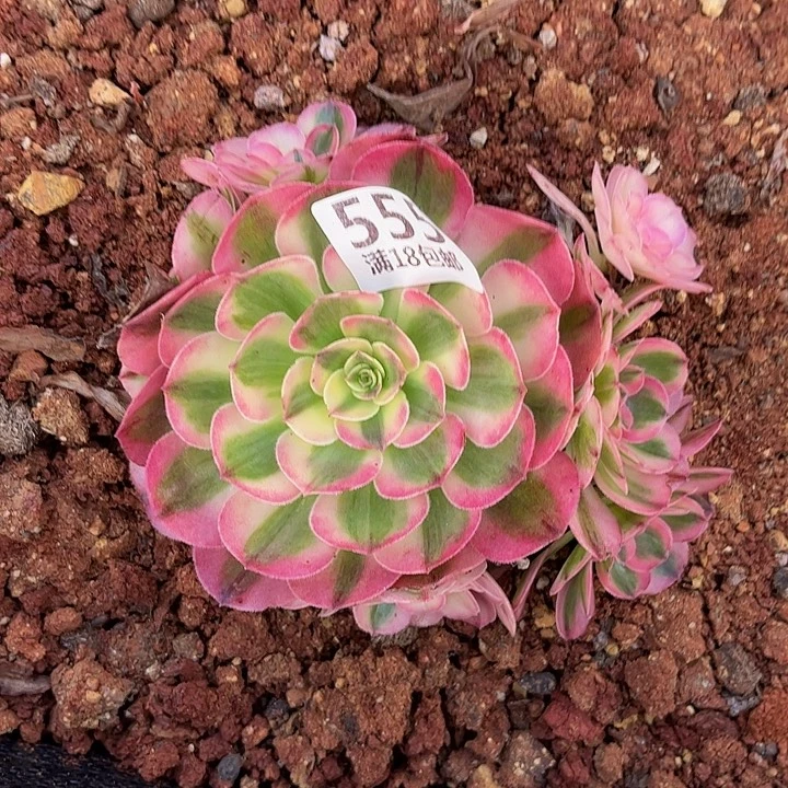 555倾城朵朵无根福利不包断枝