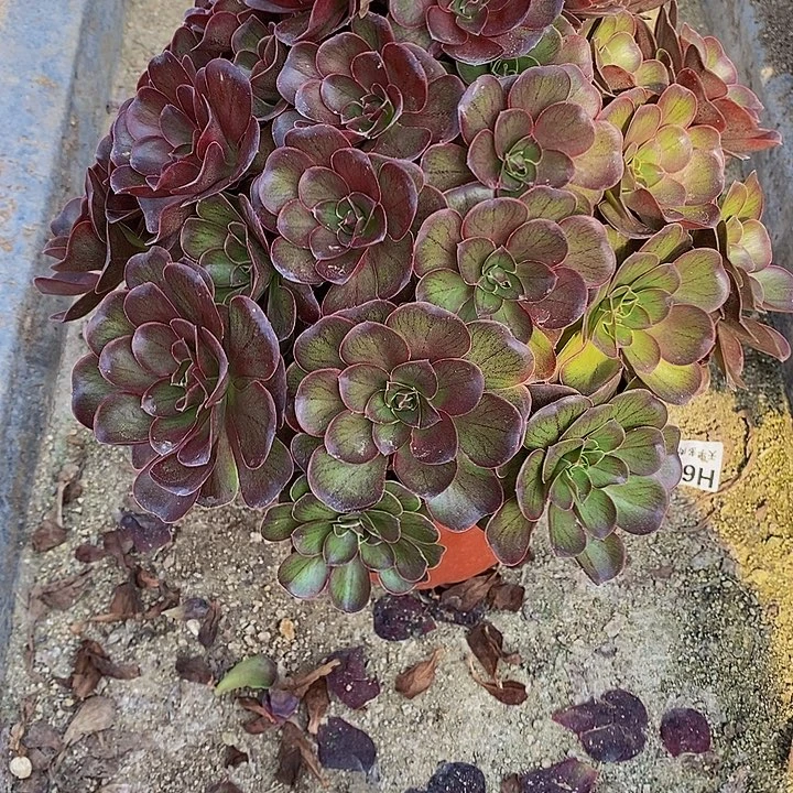 多肉植物魅金374多肉