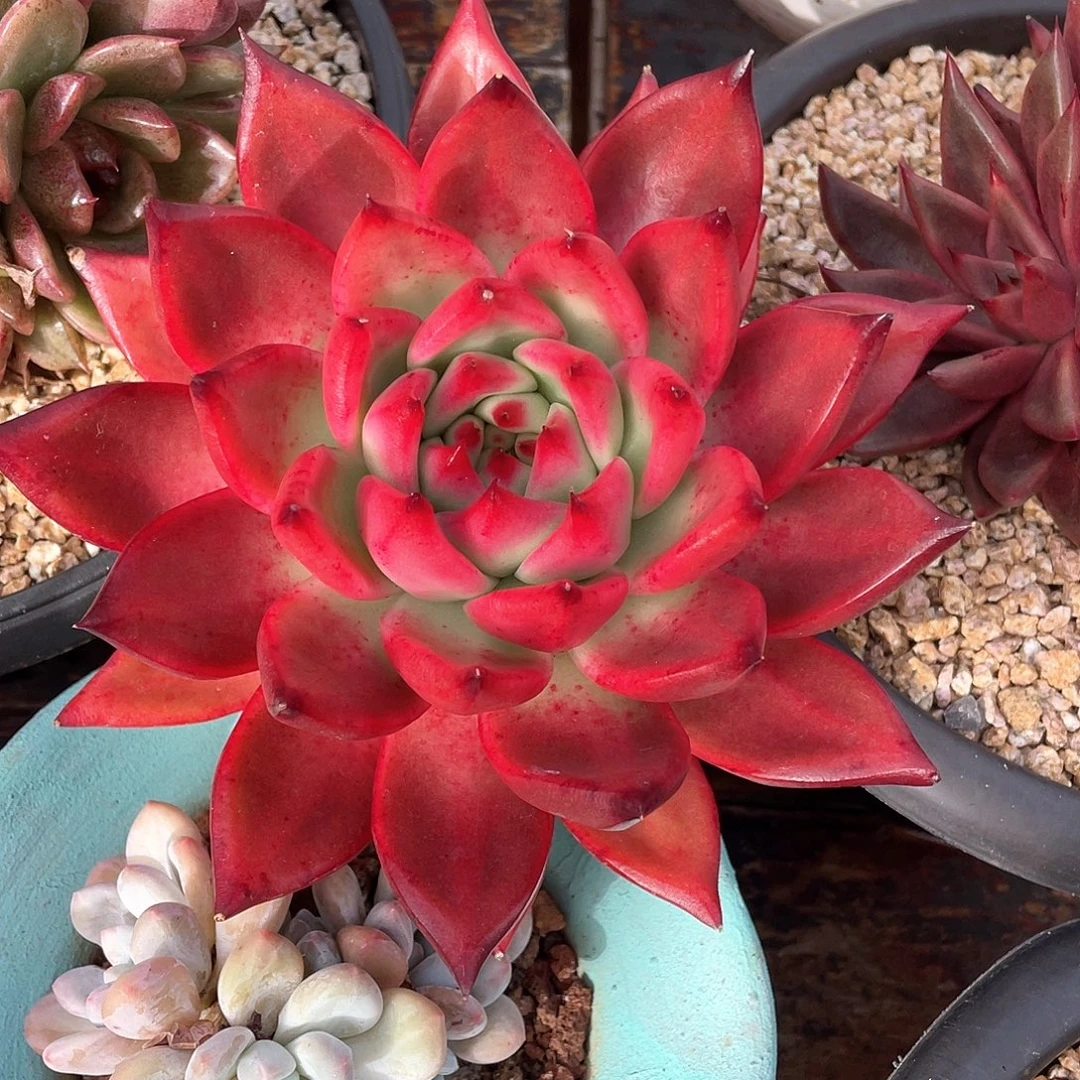 多肉植物一物一拍