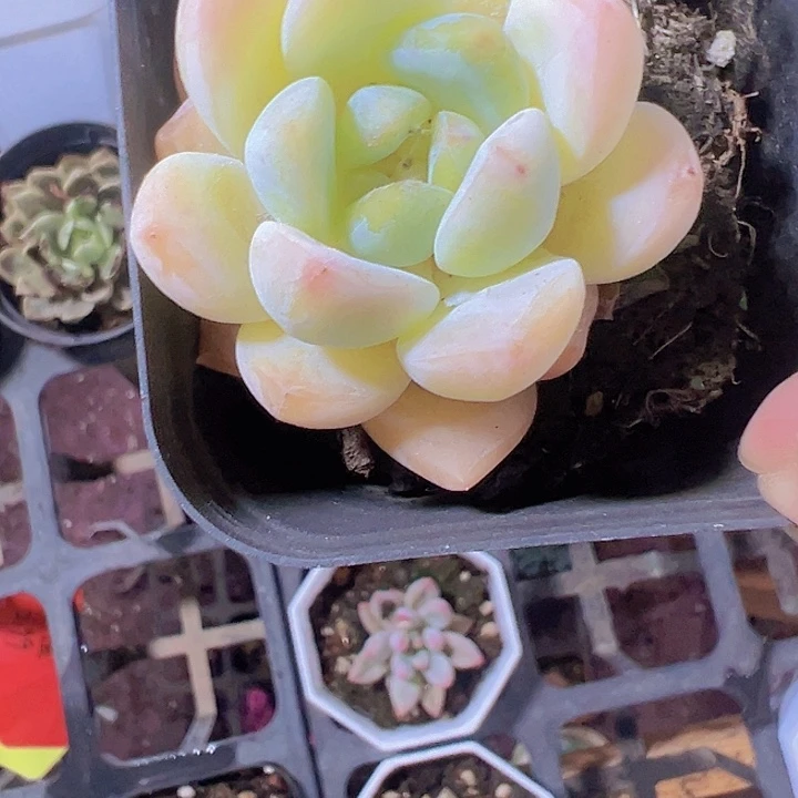 奶油轰动精品多肉植物