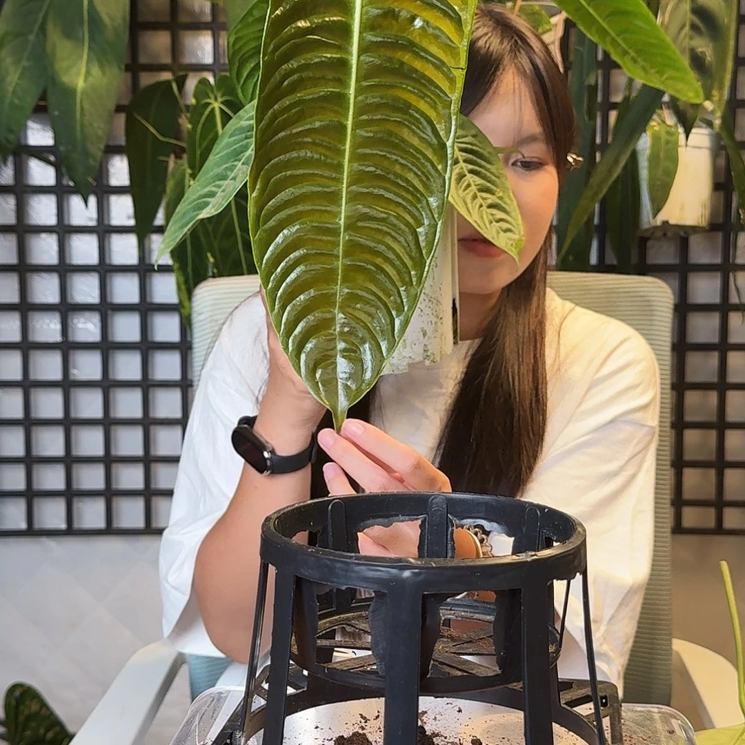 +***+无花朵一物一拍L109