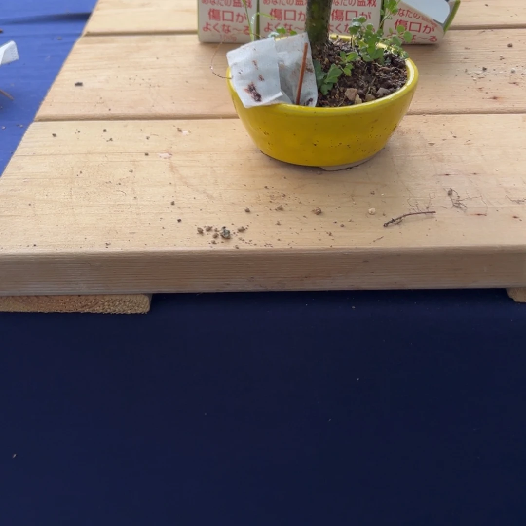 苏**峰全场盆景黄色盆栀子花