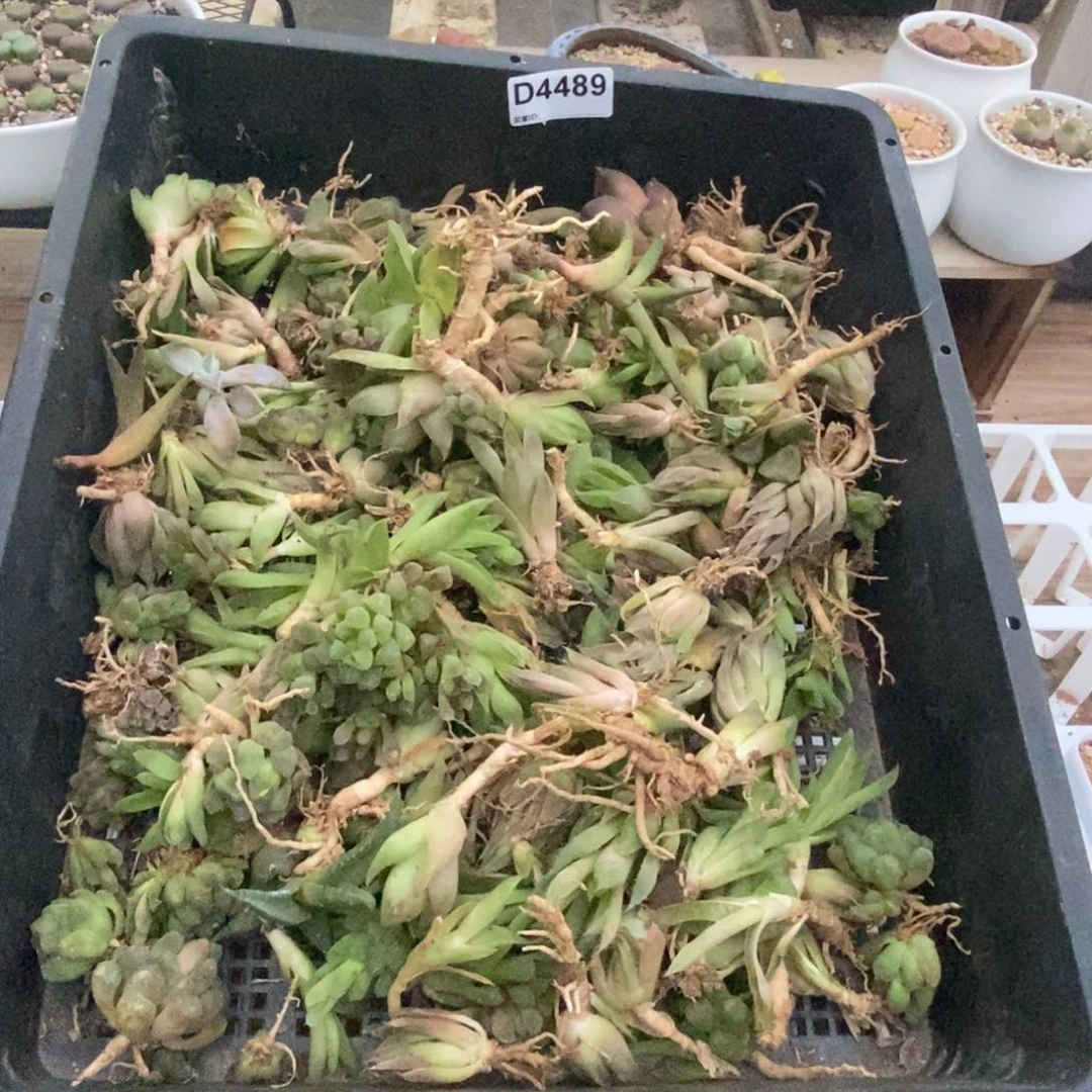 4489 一筐十二卷练手套不售后