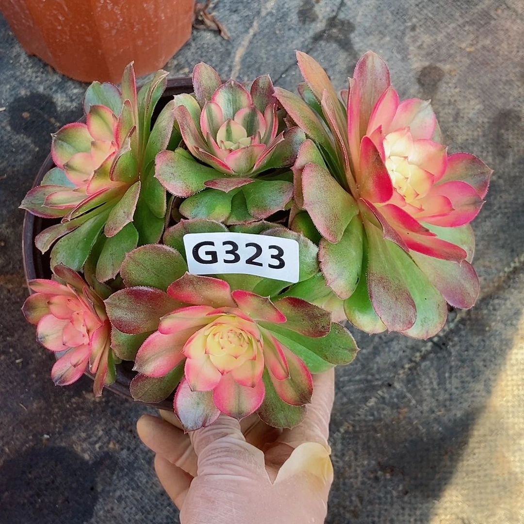 红陶323荔枝3冠服15