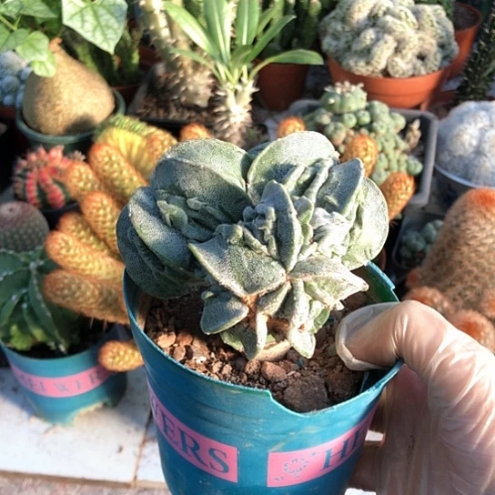 紫***y无花朵8891核桃带盆