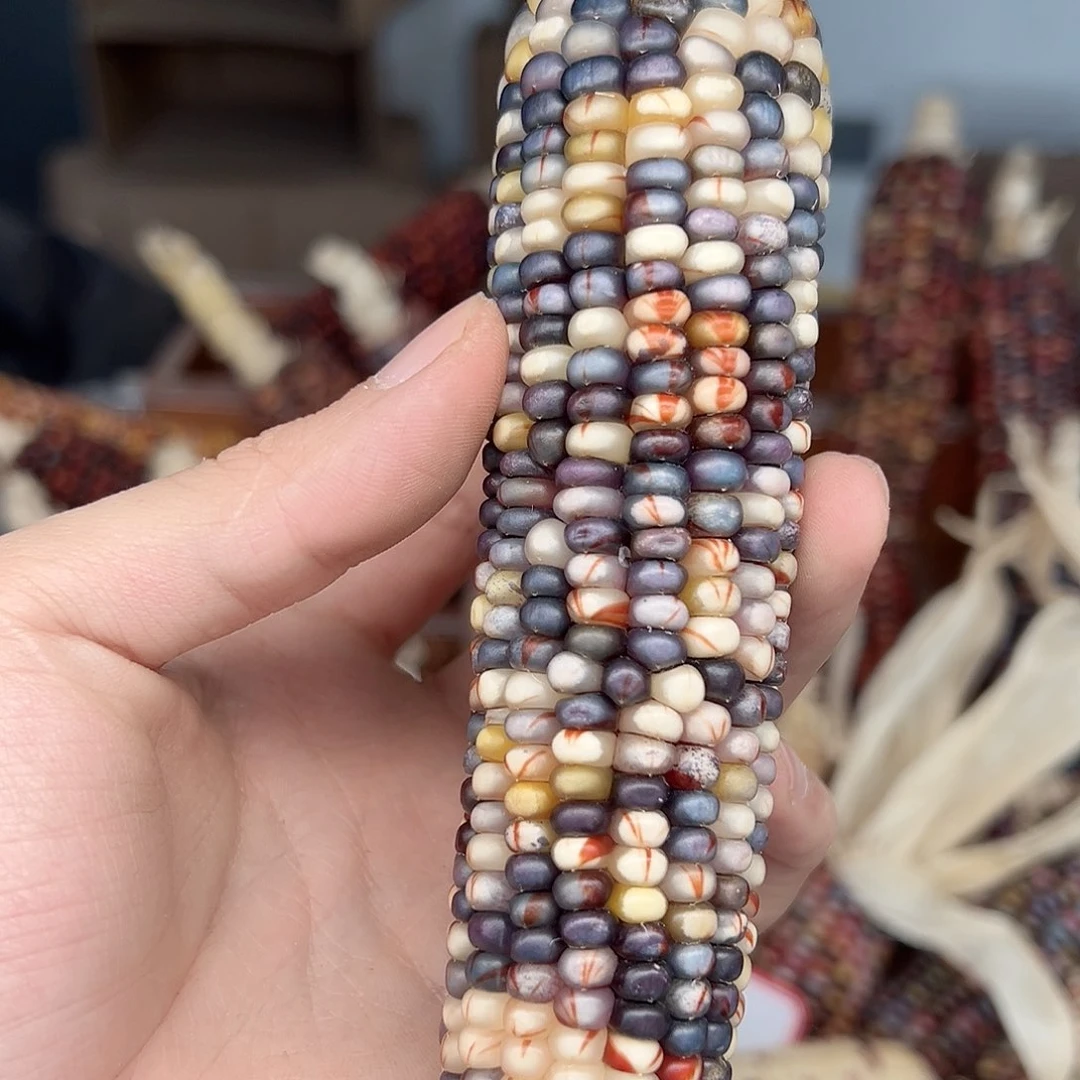 ?****?文玩玉米毛料精品