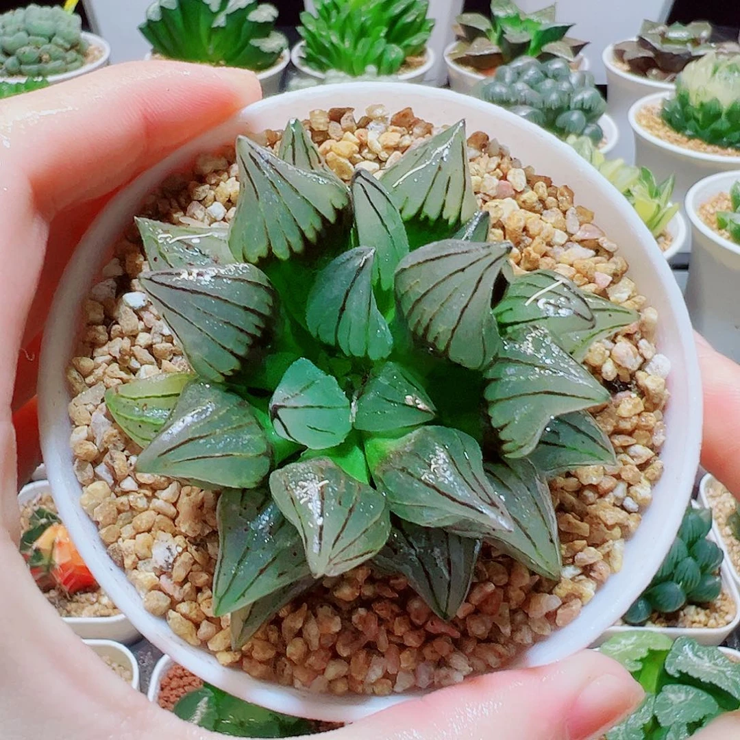 直播间，西瓜寿，13.8