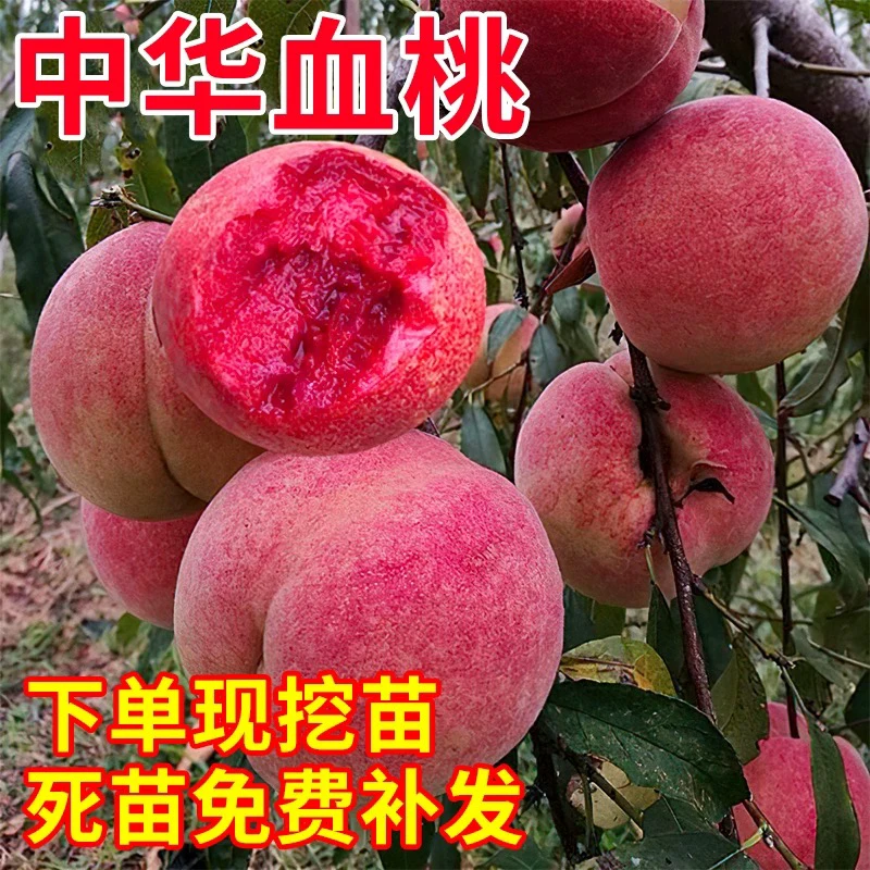 中华血桃黄桃树苗桃树果苗嫁接苗冬桃北方果树桃子树南方种植桃苗