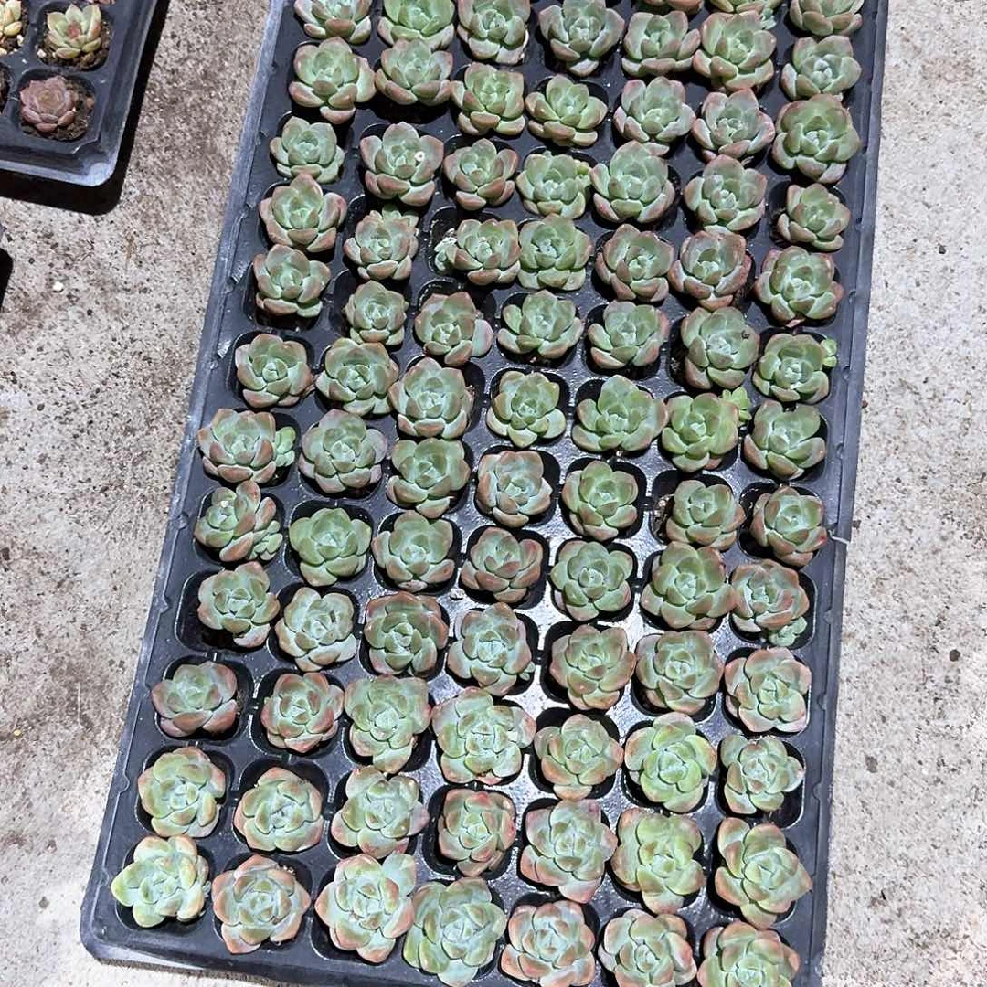 嫣然一物一拍专拍