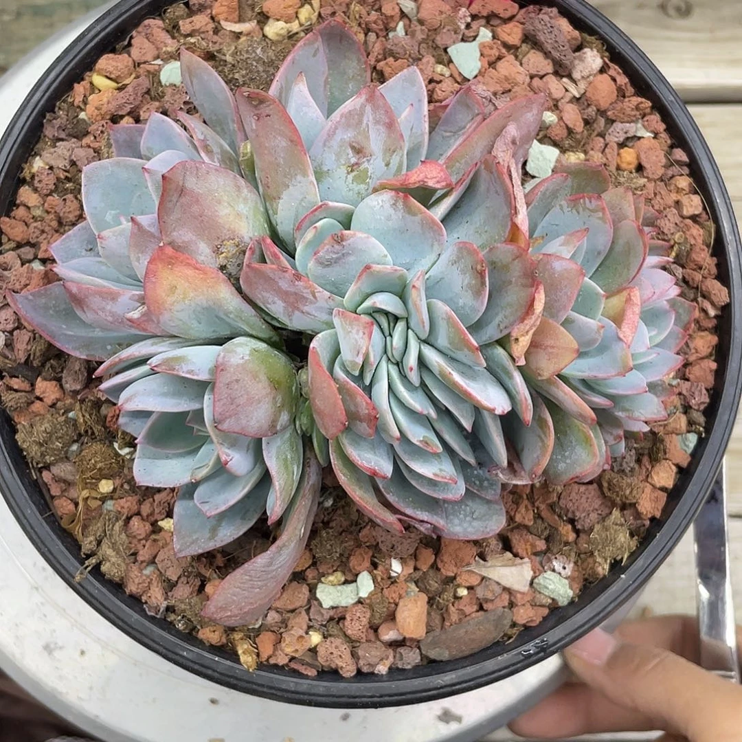 多肉布鲁兰缀化一个。