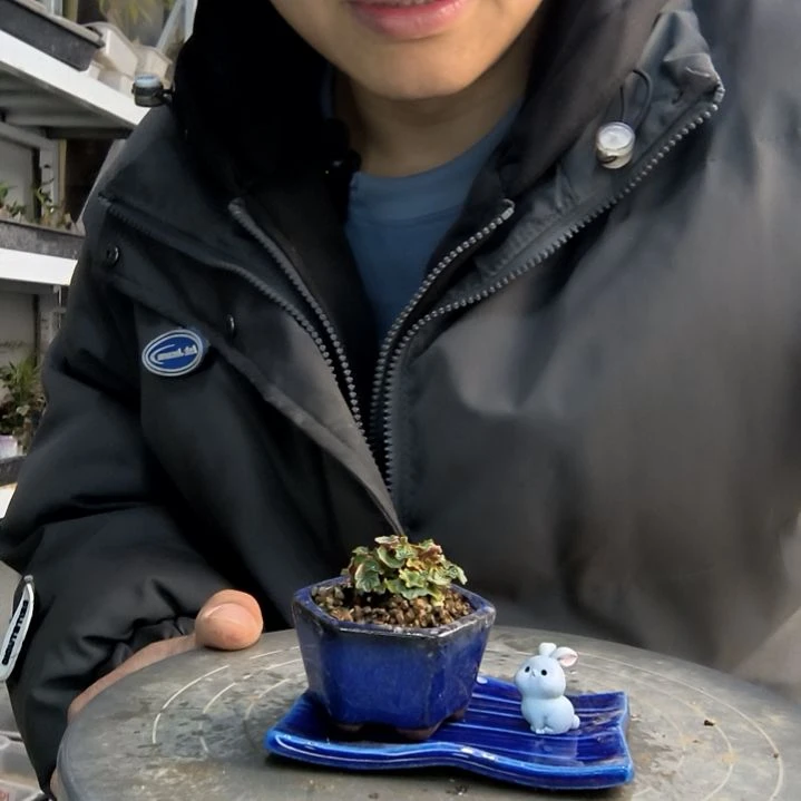 爱****鱼小盆景小植物一物一拍263